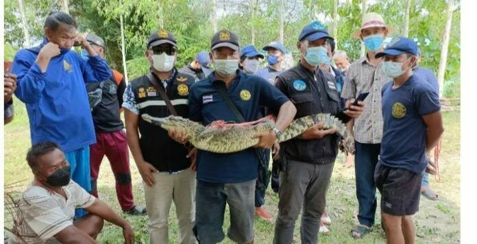 Chon Buri residents hunt for lizard when crocodile bites them