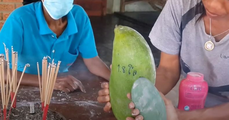 Villagers pay homage to giant mango in central Thailand