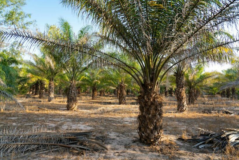 Amidst Indonesia palm oil crisis, farmers support export ban