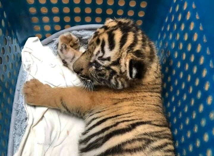 Police arrest tiger cub smugglers in Central Thailand