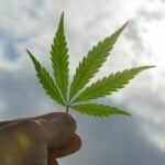 Thousands apply for &#8216;weed licenses&#8217; prior to delisting of marijuana as a narcotic | Thaiger