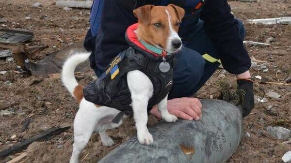 Bomb-sniffing dog receives medal for saving lives in Ukraine Bomb-sniffing dog receives medal for saving lives in Ukraine