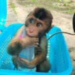 Thai woman arrested for selling macaques via Facebook | Thaiger