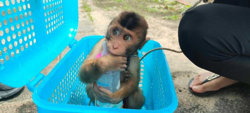 Thai woman arrested for selling macaques via Facebook