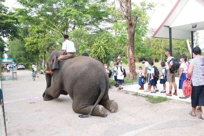 Students ride elephants to school