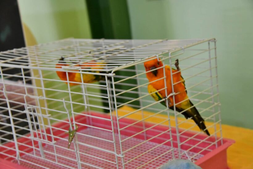 Birds seized by police during drug raids auctioned off