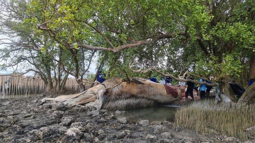 Bryde’s whale found dead at Bangkok’s Bang Khun Thian coast