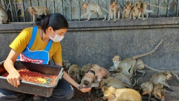 Thailand’s monkeys are starving due to fear of monkeypox