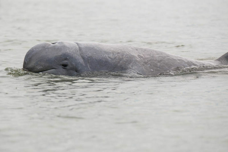 Biologist warns that upcoming Songkhla Lake Bridge construction will hurt dolphins