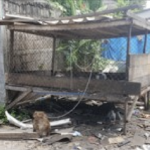 Soi Dog Foundation and DNP rescues monkey chained up for 2 years in Phuket | Thaiger