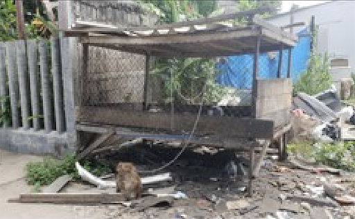 Soi Dog Foundation and DNP rescues monkey chained up for 2 years in Phuket