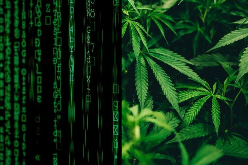 Cultivation of medical cannabis on the internet