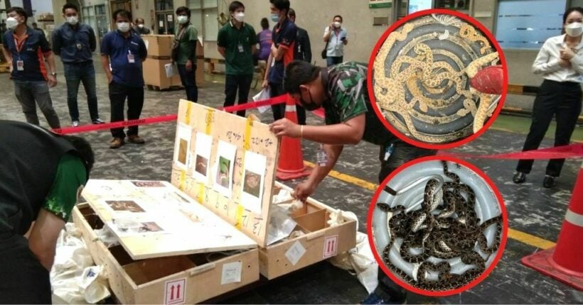 More than 600 endangered or prohibited animals seized at Suvarnabhumi Airport