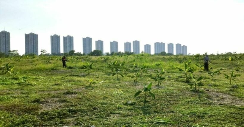 Large banana plantation near Bangkok goes viral, Thai netizens say owner wants to avoid land tax