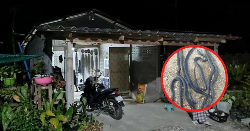 Family moves out after 14 cobras invade house in southern Thailand