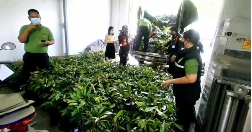 Man arrested for smuggling durian trees valued at 1 million baht to Laos