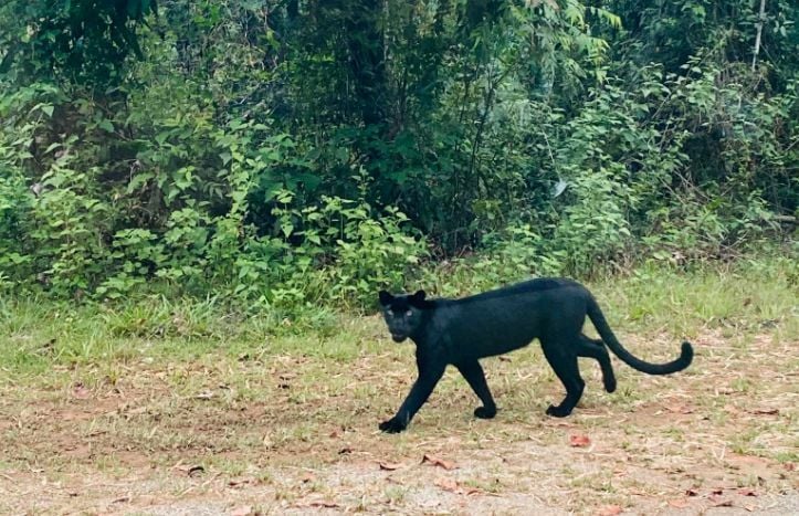 Endangered black panther spotted at national park in central Thailand