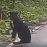 Endangered black panther spotted on road in central Thailand | Thaiger