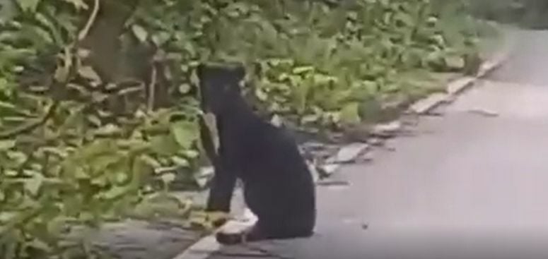 Endangered black panther spotted on road in central Thailand