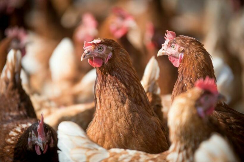 Singapore is looking to Thailand and other countries for its chicken supplies