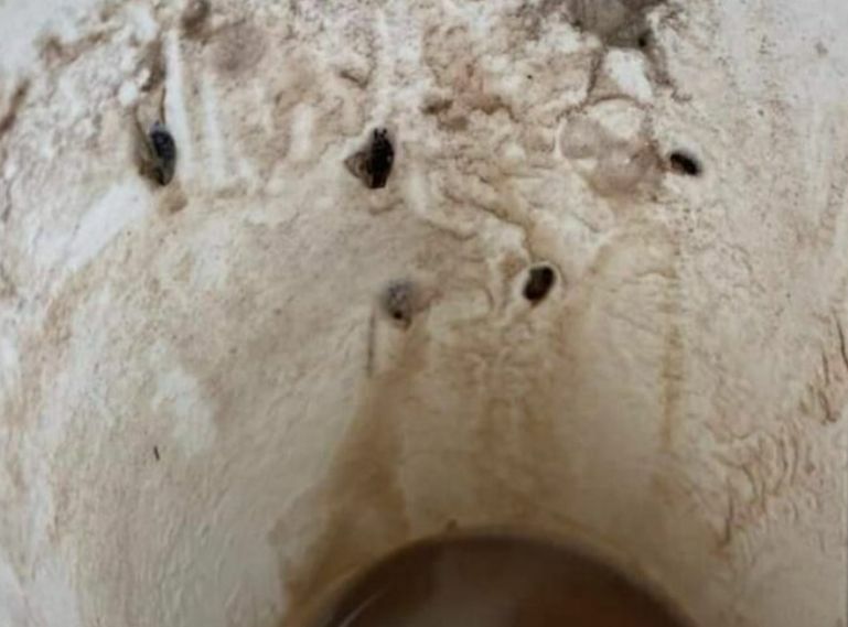 Woman finds cockroaches in Cafe Amazon hot chocolate in eastern Thailand