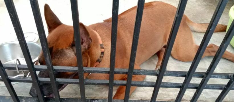 Dog kills its owner’s sister in Phuket