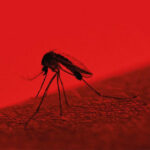 Dengue hasn&#8217;t gone away &#8211; Dengue fever in Thailand 2022, and how to avoid it | Thaiger
