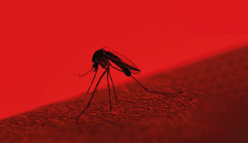 Dengue hasn’t gone away – Dengue fever in Thailand 2022, and how to avoid it