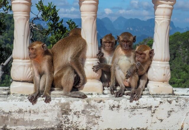 11 Malaria patients found in Thailand’s east, blood from monkeys on Koh Chang tested