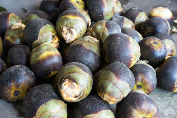 Elderly woman killed by toddy palm fruit in northeast Thailand