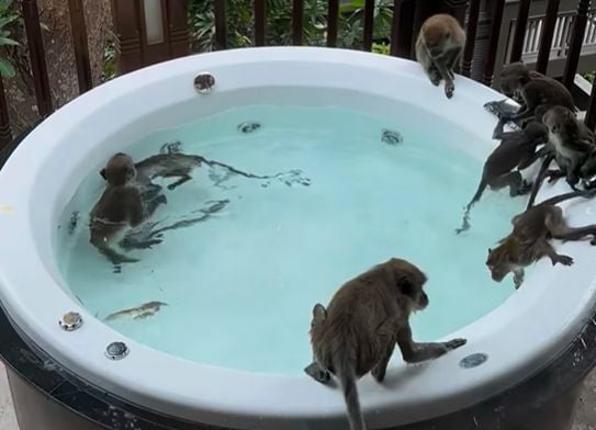 Monkeys party in hot tub at luxury resort in Krabi, Thailand