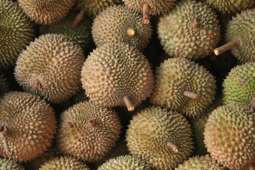 Durian valued at 120 billion baht will be shipped to China this year