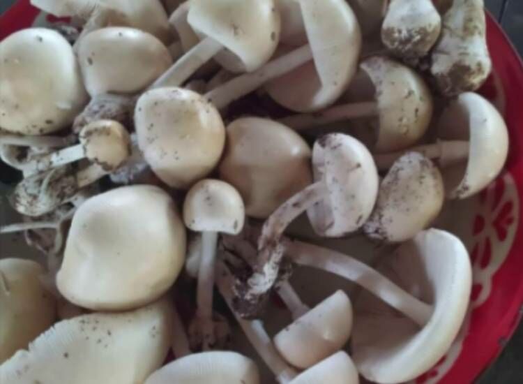 Wife dies, husband in coma after eating poisonous mushrooms in northeast Thailand