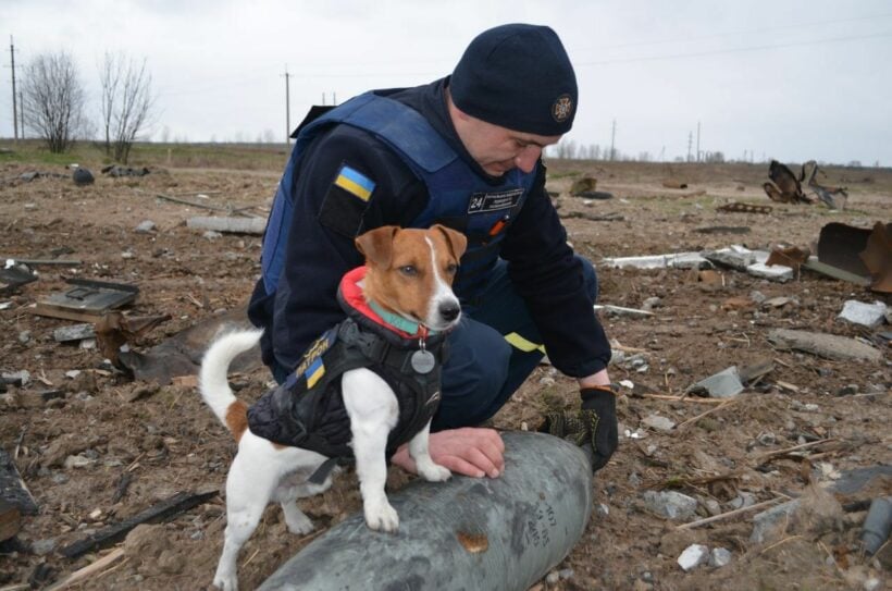 Bomb-sniffing dog receives medal for saving lives in Ukraine