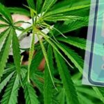Nearly 1 million people approved to grow cannabis already | Thaiger