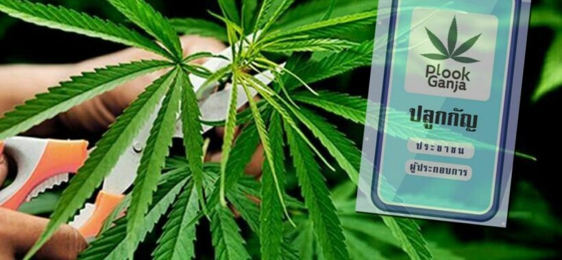 Download the ‘Plook Ganja’ app to legally grow cannabis at home in Thailand