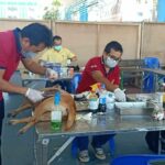 One Chon Buri municipality is neutering animals to have fewer strays | Thaiger