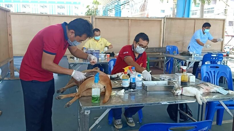 One Chon Buri municipality is neutering animals to have fewer strays