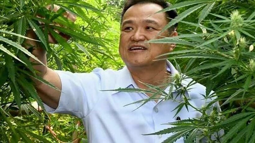 Anutin to give away 1 million cannabis plants to Thai households from next month