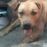 Family Pit Bull attacks 8 year old girl in central Thailand | Thaiger