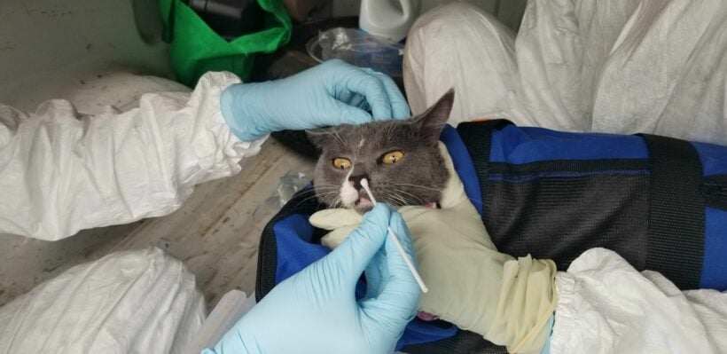 A Cat Gave Me Covid: Vet in Thailand “first in the world” to catch Covid-19 from a cat