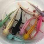 Thailand: Don&#8217;t buy multicoloured axolotls, warns experts | Thaiger