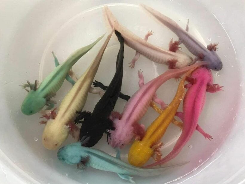 Axolotls