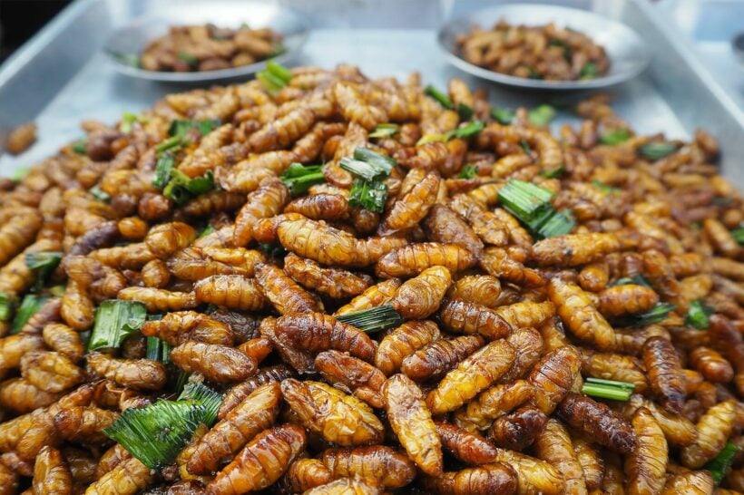 More and more Americans are liking Thailand’s edible insects