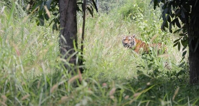 Phuket Zoo to close down following Covid-19 economic destruction