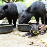 Baby of rare endangered species born at Chon Buri zoo | Thaiger
