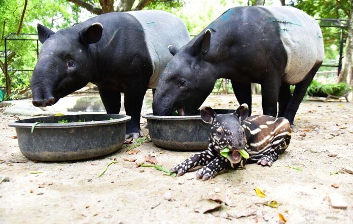 Baby of rare endangered species born at Chon Buri zoo