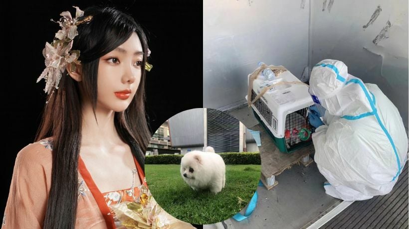 Pop star demands to know why her pet dog died on Thai flight