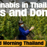 Cannabis in Thailand &#8211; Dos and Don&#8217;ts | GMT | Thaiger