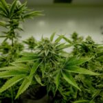 Rejected cannabis bill causes strain amongst government coalitions | Thaiger